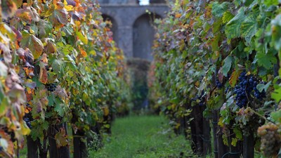 img-title Mengintip Kebun Anggur Merah Paling Mini di Dunia Jual Wine Rp74 Juta