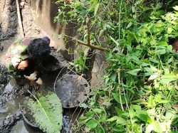 Geger! Mayat Ditemukan Dalam Pipa Besi Saluran Air di Probolinggo
