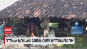 VIDEO: Peternak Tagih Janji Ganti Rugi Hewan Terdampak PMK