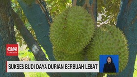 VIDEO: Sukses Budi Daya Durian Berbuah Lezat