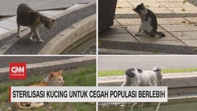 VIDEO: Heboh Populasi Kucing Berlebih di Jakarta