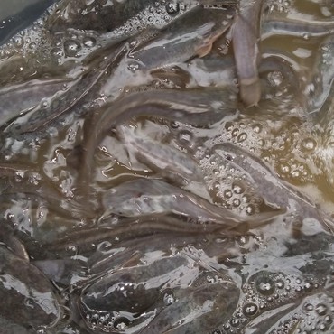 Waspada, Ikan Favorit Orang Indonesia Ini Bisa Menyerap Racun dari Air