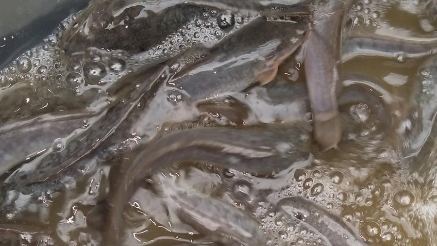 Pria terbebas stres karena ternak ikan lele