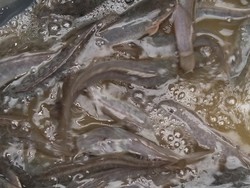 Waspada, Ikan Favorit Orang Indonesia Ini Bisa Menyerap Racun dari Air