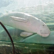 Sedih, Dugong Dinyatakan Punah di China! Ini Dampaknya Terhadap Bumi dan Manusia