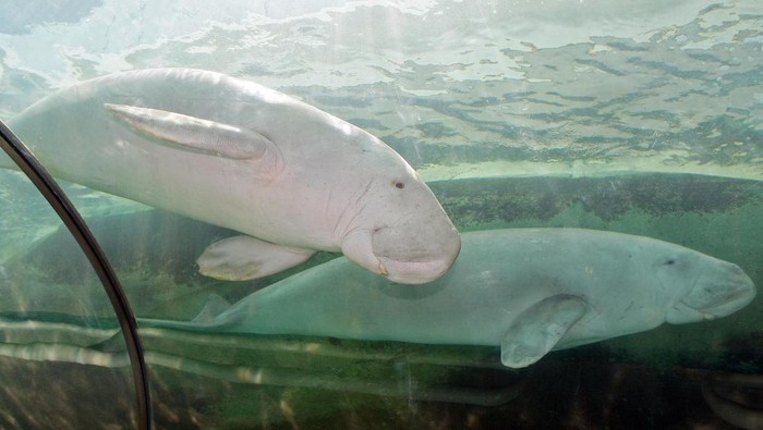 Sedih, Dugong Dinyatakan Punah di China! Ini Dampaknya Terhadap Bumi dan Manusia