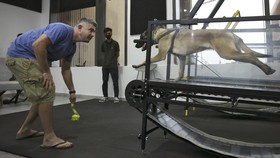 FOTO: Saat Anjing 'Nge-gym' di Abu Dhabi, Lari Pakai Treadmill