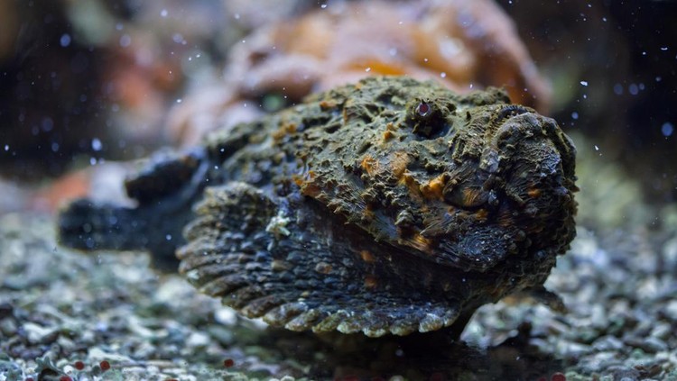 Ilustrasi ikan batu karang atau Synanceia verrucosa Ilustrasi ikan batu karang atau Synanceia verrucosa