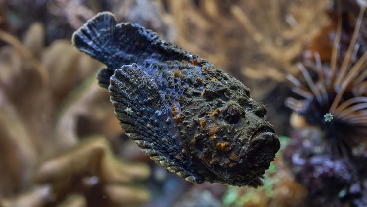 Ilustrasi ikan batu karang atau Synanceia verrucosa Ilustrasi ikan batu karang atau Synanceia verrucosa