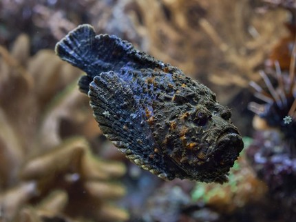Mengenal Ikan Batu, Kenapa Dapat Predikat Paling Beracun di Lautan?