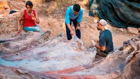 FOTO:  Ahli Temukan Fosil Dinosaurus Besar di Portugal