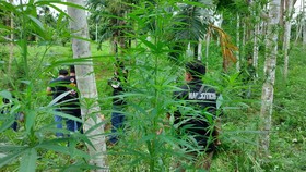 Polisi Tangkap Kurir Bawa 1,3 Ton Ganja di Medan