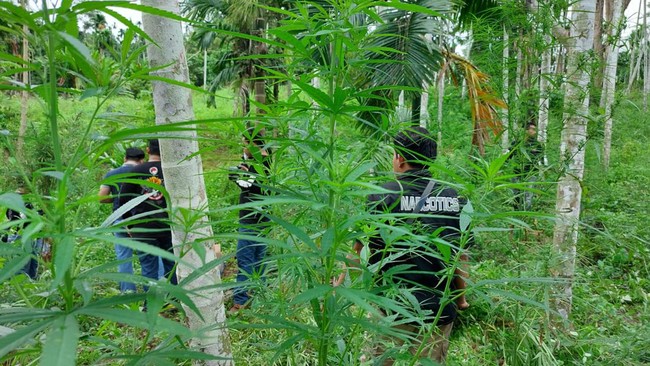 Satuan Narkoba Polrestabes Medan menangkap seorang kurir narkotika inisial M (23) dengan barang bukti ganja mencapai 1,3 ton.