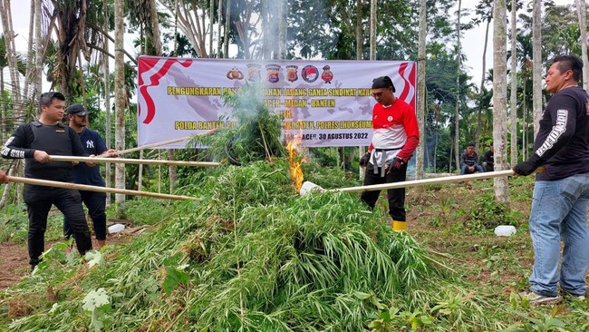 Ladang ganja seluas tiga hektare di Lhokseumawe dimusnahkan. Penemuan tersebut hasil pengungkapan kasus peredaran narkoba jaringan Aceh, Medan, Banten.