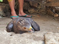 Lagi! Elang Terluka Tembak Ditemukan di Gunungkidul, Kali Ini di Getas
