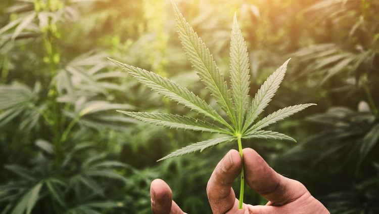 Hand Holding Marijuana Leaf with Cannabis Plants in Background