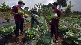 Harga Komoditas Pangan Turun, Daya Beli Petani di Pedesaan Naik