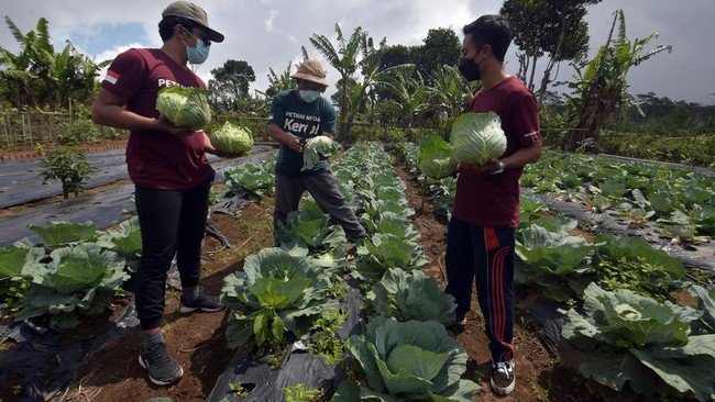 BPS mencatat nilai tukar petani naik 1,97 persen menjadi 106,31 pada Agustus 2022 (mtm) ditopang harga yang diterima petani lebih besar dari yang harus dibayar.