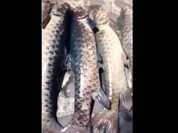 Misterius! Ikan Dewa Cibulan Kuningan Mati Massal