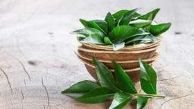 Cara Diet Murah Meriah, Minum Air Rebusan 5 Daun Ini