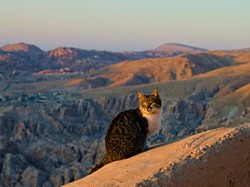 Kucing dalam Tradisi Islam Jadi Hewan yang Dihormati