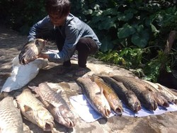 Misterius, Ikan Dewa Cibulan Tiba-Tiba Mati Massal