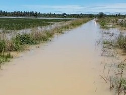 Banjir Terjang Mamuju, 50 Hektare Sawah Terancam Gagal Panen