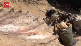 VIDEO: Fosil Dinosaurus Sauropoda Ditemukan di Portugal