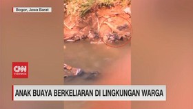 VIDEO: Anak Buaya Berkeliaran di Lingkungan Warga