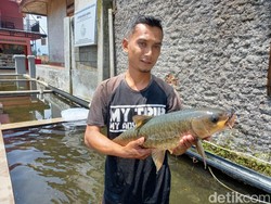 Cuannya Serius, Segini Harga Benih Ikan Dewa untuk Dibudidaya