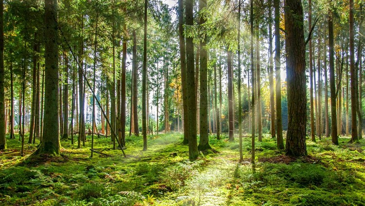 German Forest in Black Forest, with sunny ray of light.  In Villigen -Schwenninger
