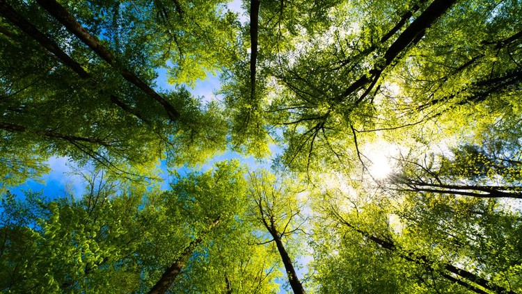 a great view up into the trees direction sky