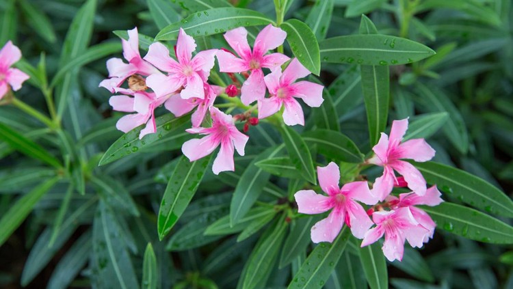 Pink oleander or Nerium with green leaf in background.
