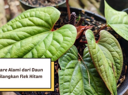 3 Resep Skincare Alami dari Daun Sirih untuk Hilangkan Flek Hitam