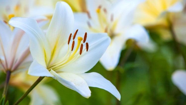 Yellow Asiatic Lilies in a flower garden