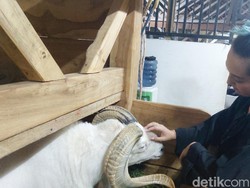 Fabiola, Bule Jerman yang Kepincut Domba Garut