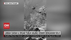VIDEO: Limbah Darah & Organ Tubuh Anjing Cemari Bengawan Solo