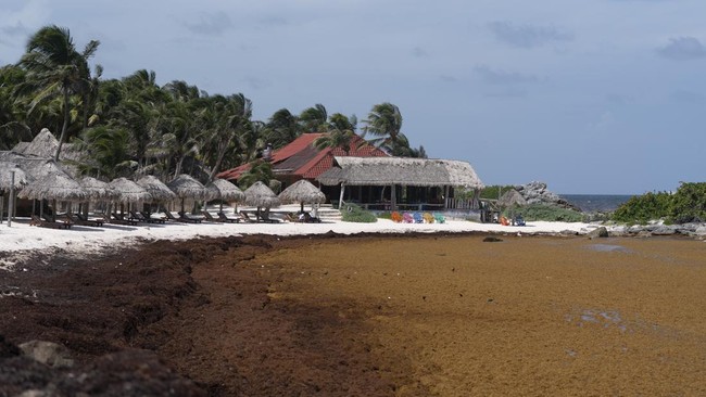 FOTO: Kotornya Pantai yang Tertutup Rumput Laut di Meksiko