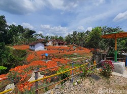 Hamparan Bunga Amarilis di Gunungkidul Mekar Lebih Awal, Gratis Lur!
