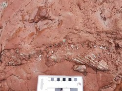 Fosil Hewan Misterius Ditemukan, Hidup Sebelum Era Dinosaurus