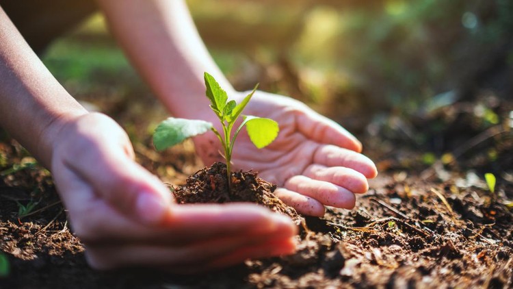 Closeup image of people holding and planting a small tree on pile of soil