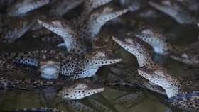 FOTO: Misi Ilmuwan Kuba Selamatkan Buaya Terlangka di Dunia