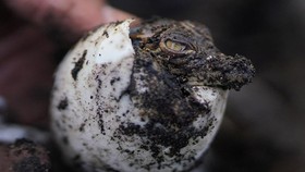 Pertama di Dunia, Buaya 'Perawan' Terisolasi 16 Tahun Hasilkan Telur
