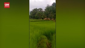 VIDEO: Kawanan Gajah Rusak Sawah dan Ladang Warga