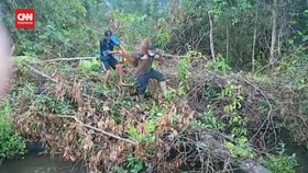 VIDEO: Petugas Temukan Peluru Yang Bersarang di Tubuh Orangutan
