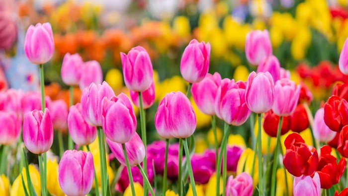 Beautiful pink tulip flowers in the garden
