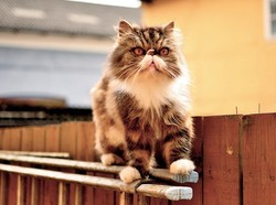 Alasan Kucing Kerap Menjilat Bulunya Sendiri