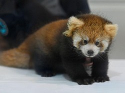 Bayi Panda Merah Mati Usai Stres gegara Ledakan Kembang Api