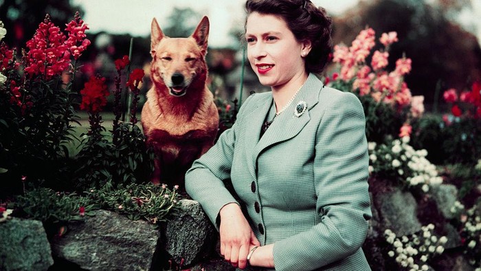 5 Fakta Menarik Anjing Peliharaan Mendiang Ratu Elizabeth II! Royal Corgis yang Menggemaskan