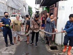 Damkar Minta Warga Depok Waspadai Lingkungan Saat Musim Ular Bertelur